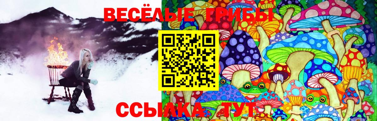 Галлюциногенные грибы Psilocybe  Старая Русса 